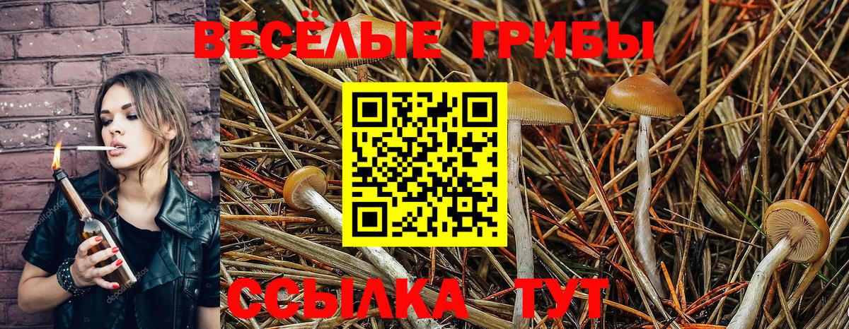 Галлюциногенные грибы Psilocybe Дубна